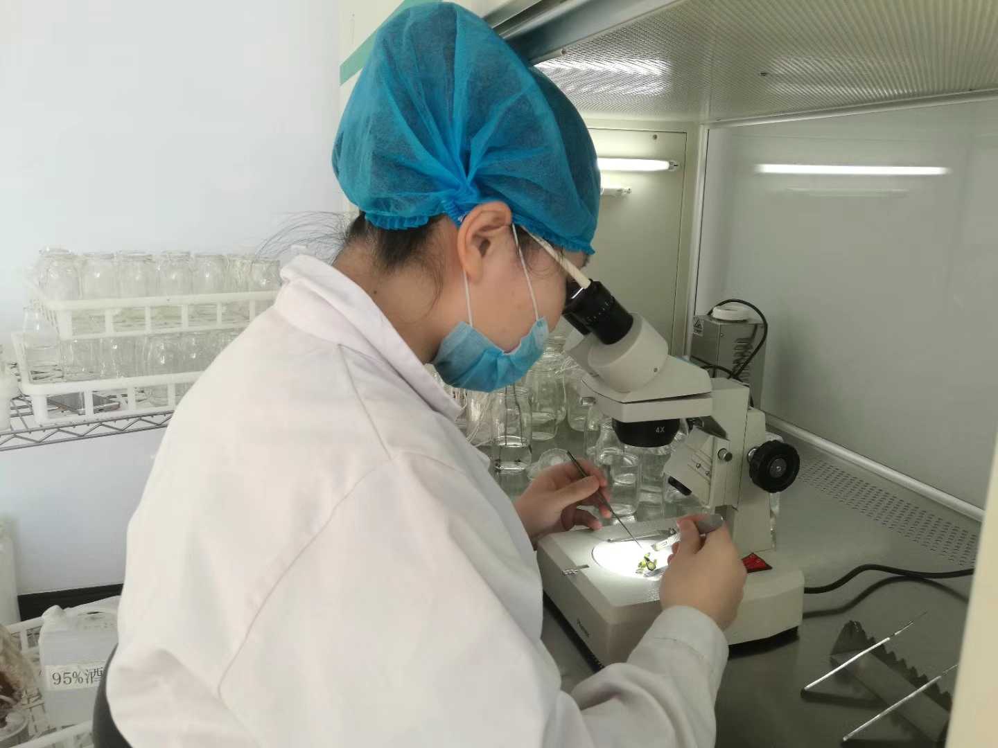 糖心LOGO视频免费观看苗，糖心LOGO视频免费观看，组织培养